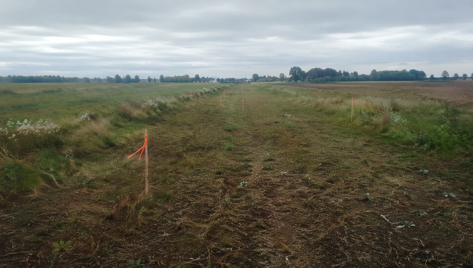Emprise ferroviaire jalonnée de piquets d'arpentage dans un champ, aucun rail posé